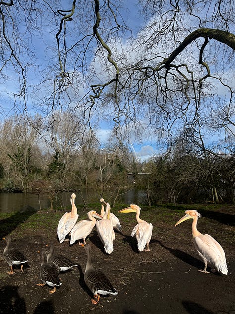 Pink pelicans in St James's Park and buildings in Westminster