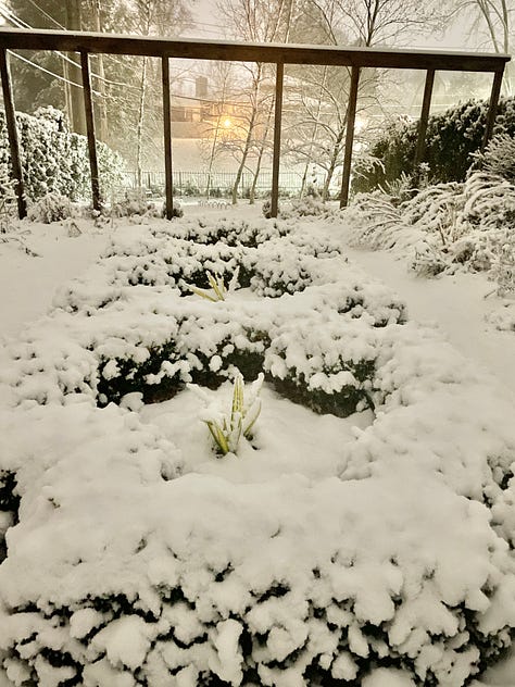 Snowy night in the garden: the yew arches, the boxwood parterre and the front gate