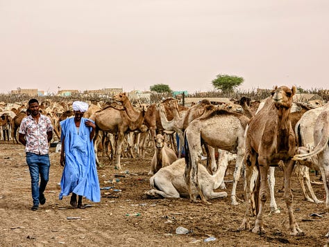 Mauritania camel market