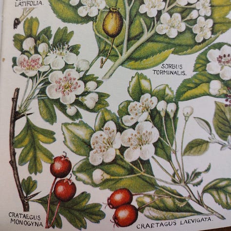 Two images of hawthorn made out of paper, with creamy white petals, pink stamen and a green style, and natural green leaves, all colours achieved using natural dye using madder and red onion skin. One image of a page from the Rebel Martin Concise Flora, showing an illustration of hawthorn in bloom