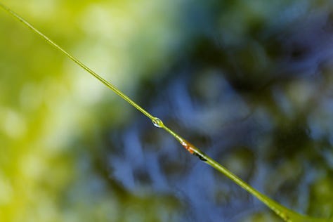 Macro images of moss, lichen and algae: the first verdure of Spring in wet woodland at the edge of a lowland raised bog (moss)