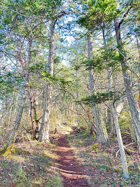 Trees in Skagit County