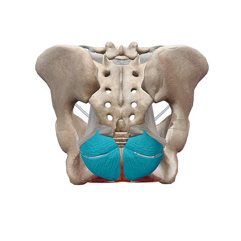 sternum, sacrum, coccyx