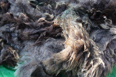 Images: details of raw fleece - Black Welsh Mountain cross, Suffolk cross and Texel cross