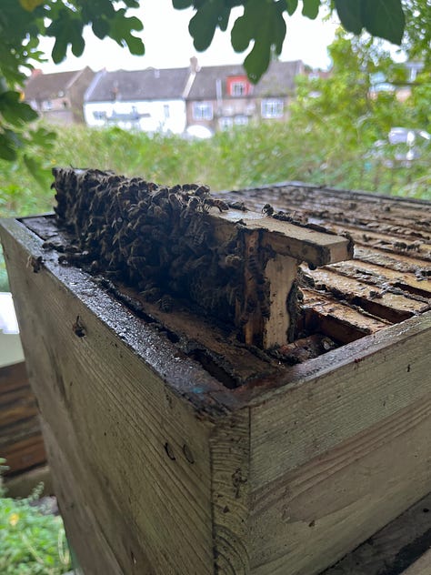 1. Frames of a Langsroth hive with older wax imprinted by the top cloth and clear signs of wax moth eggs and grubs; 2. Colleague holding up a frame that shows very little capped honey, but very dark propolised comb; 3. It was a struggle to get the frame back in the box as the bees had started bulging on one side of it.