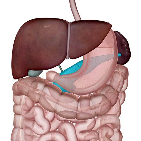 pancreas, ribs, organs, spleen, embodied anatomy