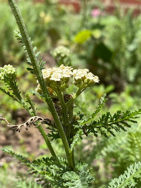 Achillea flowers and buds