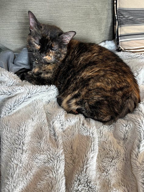 cats on blankets