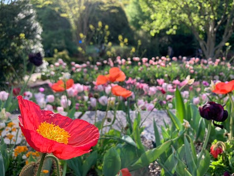 bright poppies, cherry blossoms, pink ladies, mountain laurels, red bud tree, paintbrushes, buttercups