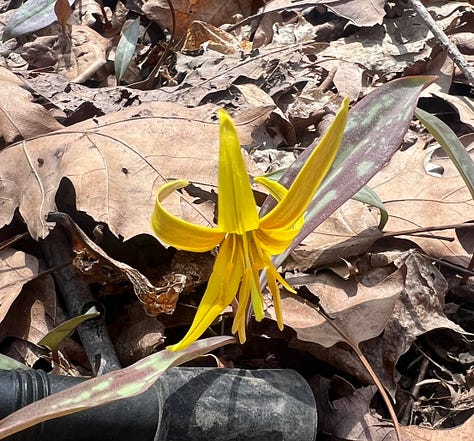 Spring Wildflowers 