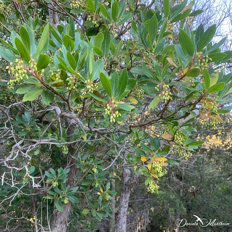 flowers strawberry tree