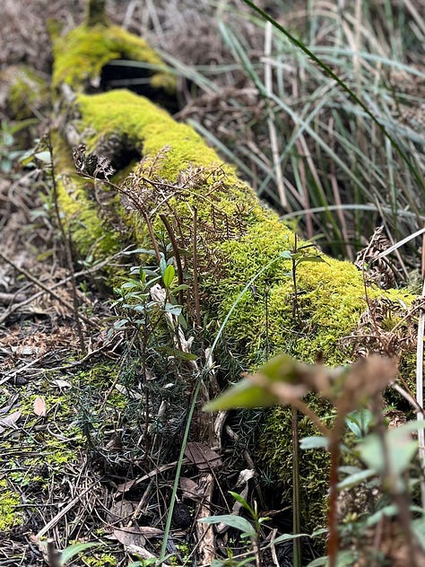 Pictures from Day three on the Three Capes Signature Walk in Tasmania