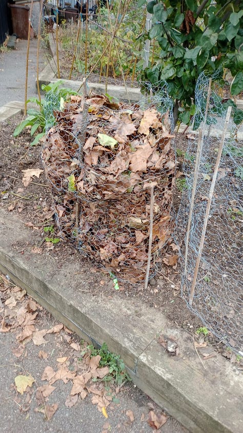 Making leaf mould containers with chicken wire and canes