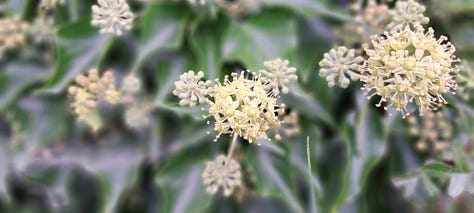 Three images showing the spherical clusters of ivy flowers, which are yellow and tiny.