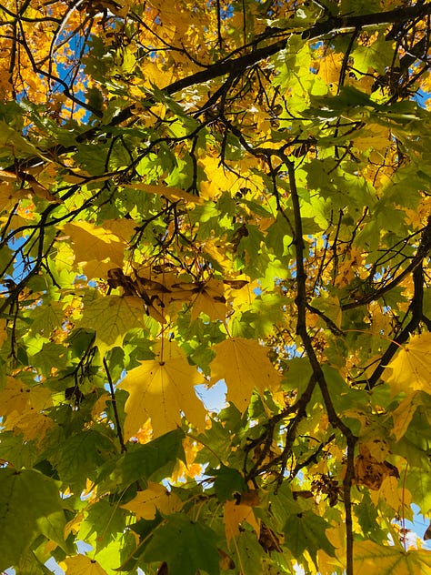 1. looking up into the vibrant yellow and green leaves of a tall tree 2. kate, wearing a yellow-sleeved shirt, standing in the sun under a yellow tree and smiling at the camera 3. closeup of yellow and green leaves, vivid and translucent as stained glass