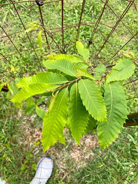 Pictures of big and small chestnut trees.