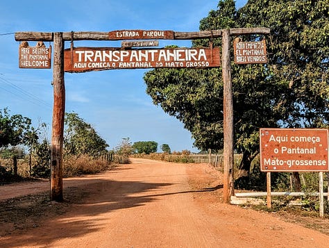 Cattle Pantanal