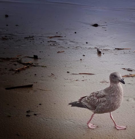 North Oregon Coast: Blue Heron, steady rain and monolith, young Western Gull, deal Seal, break between storms, feather detail