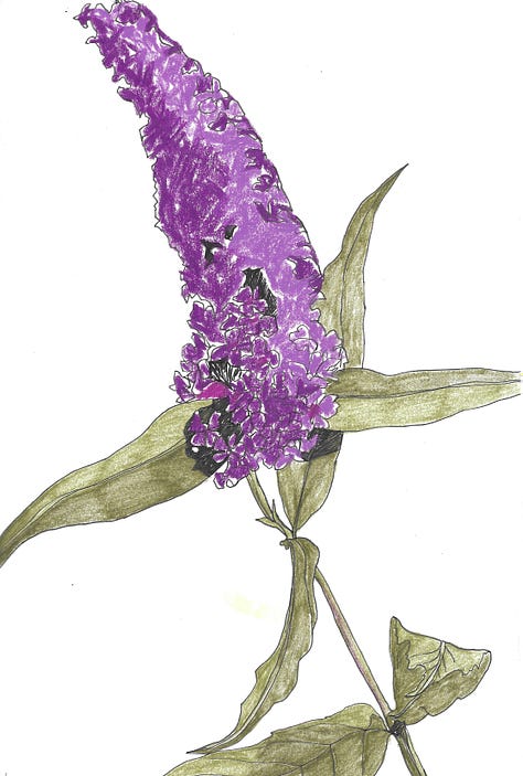 From Left to Right: Illustration of buddleia flower (long purple stem with green leaves); Buddleia flowers used for natural dyeing; the dyeing cauldron heated on a real fire, buddleia being stirred to create yellow dye