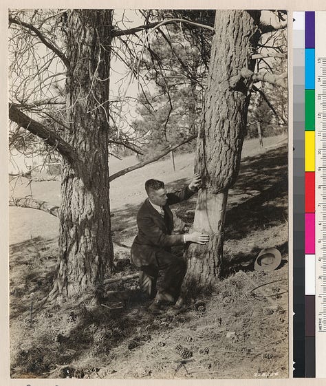 Black and white photos of Bob Marshall working in the wilderness during the 1930s