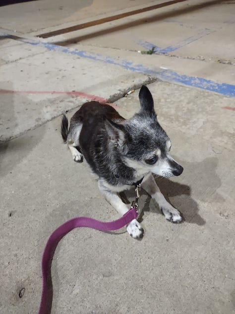 Three photos of a grey and brown chihuahua. First photo is the dog laying down on the sidewalk, second is the dog laying in a suitcase atop a pile of clothing, third is the dog in front of a view of Seattle