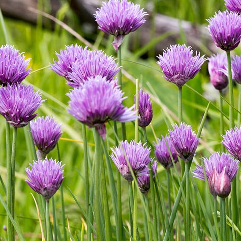 Native alliums: nodding onion, chives, ramps