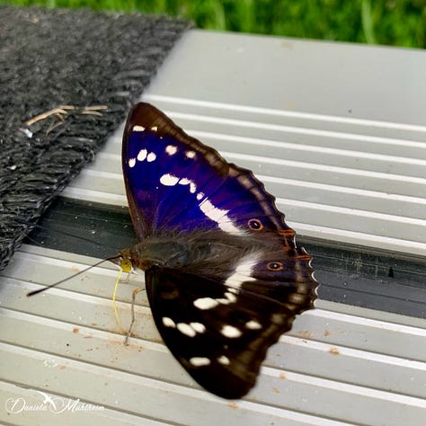 Purple Emperor