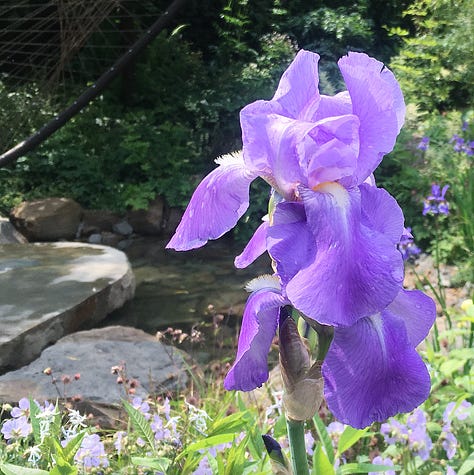 different coloured irises