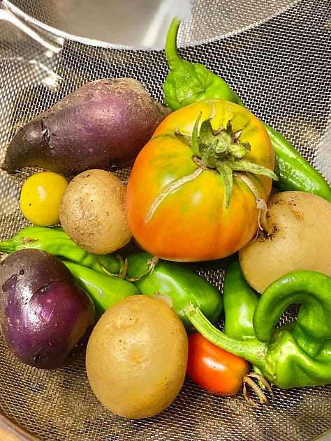 Pictures of Vegetables: Carrots, Green Beans, White Eggplant, Tomatoes and Squash