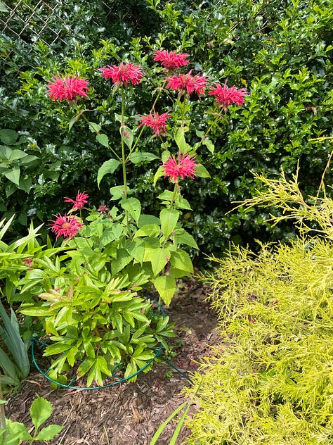 Assorted flowering plants including dahlias, hydrangeas, coneflowers, hyssop, bee balm,