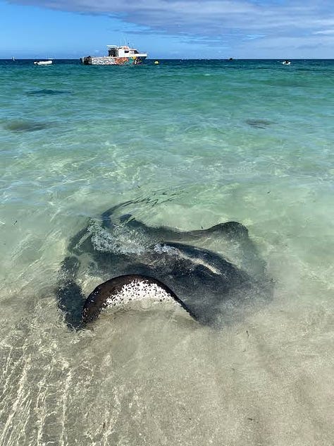 Australia wildlife