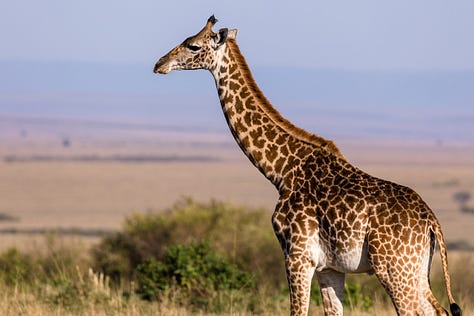 Giraffe blended with a chainsaw