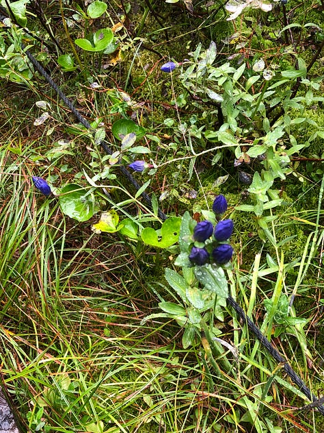 pictures of blue flowers