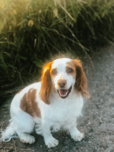 1. Ready to harvest field, selfie of Mitlé with a copy of the magazine Gather, photo of brown and white spaniel