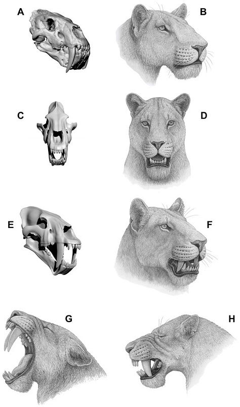 Reconstructions of Homotherium latidens (in black and white), plus a Smilodon fatalis for comparison