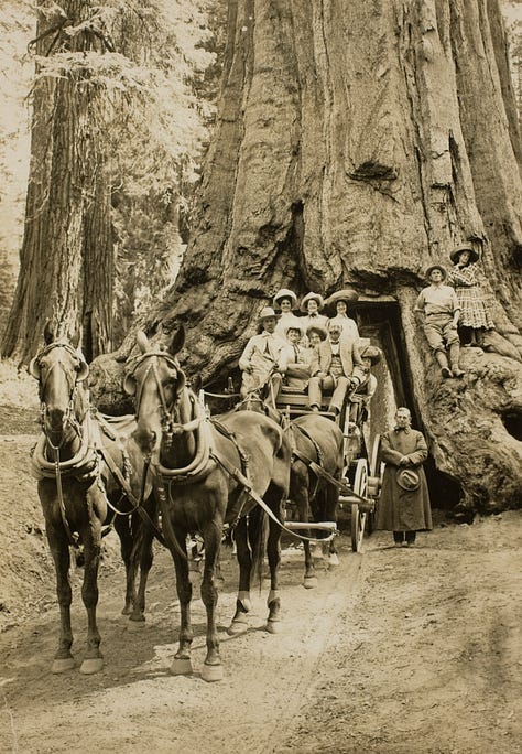 black and white photos of New York and the National Parks from 1901-1930