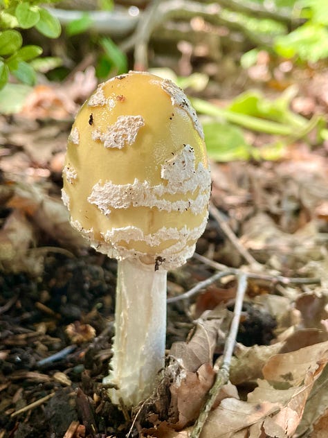 Mushrooms galore in the Woodland garden today. 