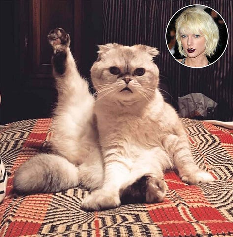Taylor Swift on a bed with her tabby cat, a white cat with one of its back paws in the air as if in a yoga post, Taylor Swift lying next to a white kitten with racoon eyes