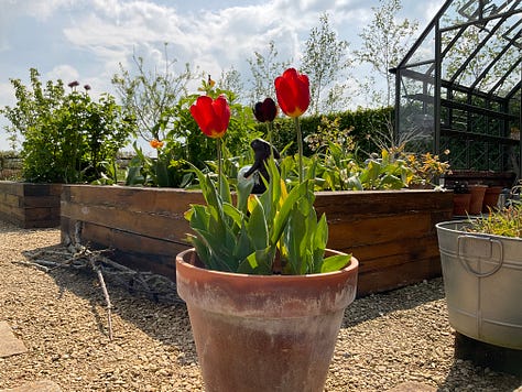 Last of the Tulips, Alliums and Conference Pear Tree