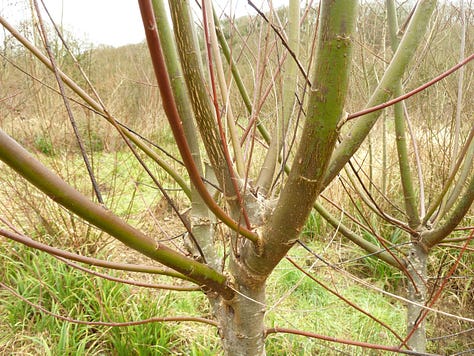 Violet willow bark, stems and pollard