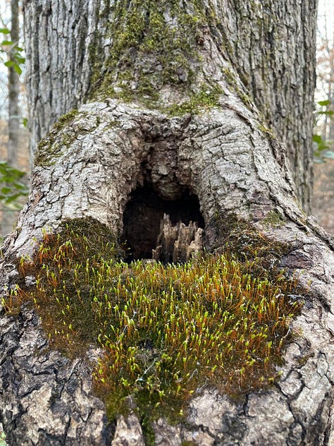 three photos of a tree hollow with moss on front rim and small vertical pieces of decaying wood inside. in leftmost photo the hollow is covered with snow.