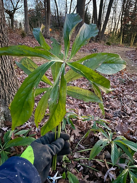 Cutting back Hellebore leaves: The plant before, leaves I removed, the flower buds after.