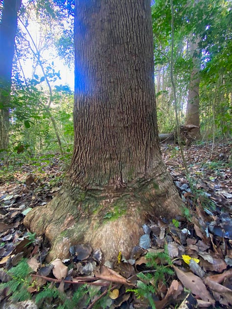 Picture of a tall tree trunk taken from below, of the same trunk's foot in the forest floor and of the tree's bark, which looks like entwined roots.