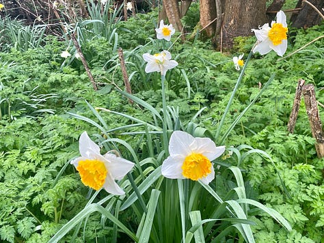 daffodils; a cat by a garden path; early rhubarb