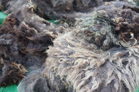 Images: details of raw fleece - Black Welsh Mountain cross, Suffolk cross and Texel cross