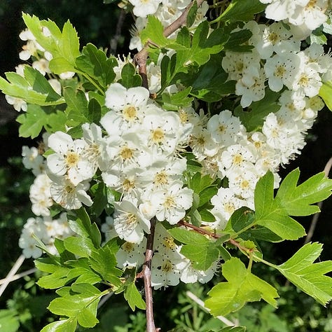 Images of hawthorn blossom, big clusters of creamy white flowers against bright green leaves, little snippets of the glorious show the trees put on for us this year