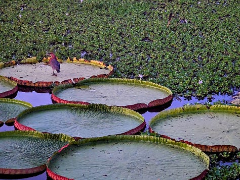 Cattle Pantanal