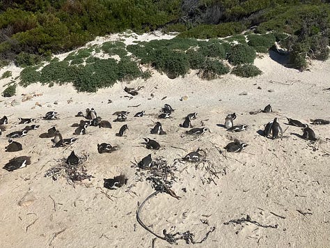 Penguins on the beach