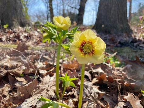 This yellow with a red eye is always one of the first Hellebores open each year. The pink is a gorgeous ruffled, and the white with red double was new last year. 