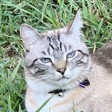 A gallery of pictures of Parker the light grey tabby cat, looking calm and cute while lounging in the grass. the dirt, and on a blanket.